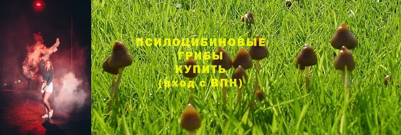 кракен зеркало  Ачинск  Псилоцибиновые грибы MAGIC MUSHROOMS 